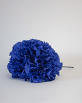 Clavel Azul Eléctrico