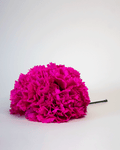 Clavel Rosa Fucsia