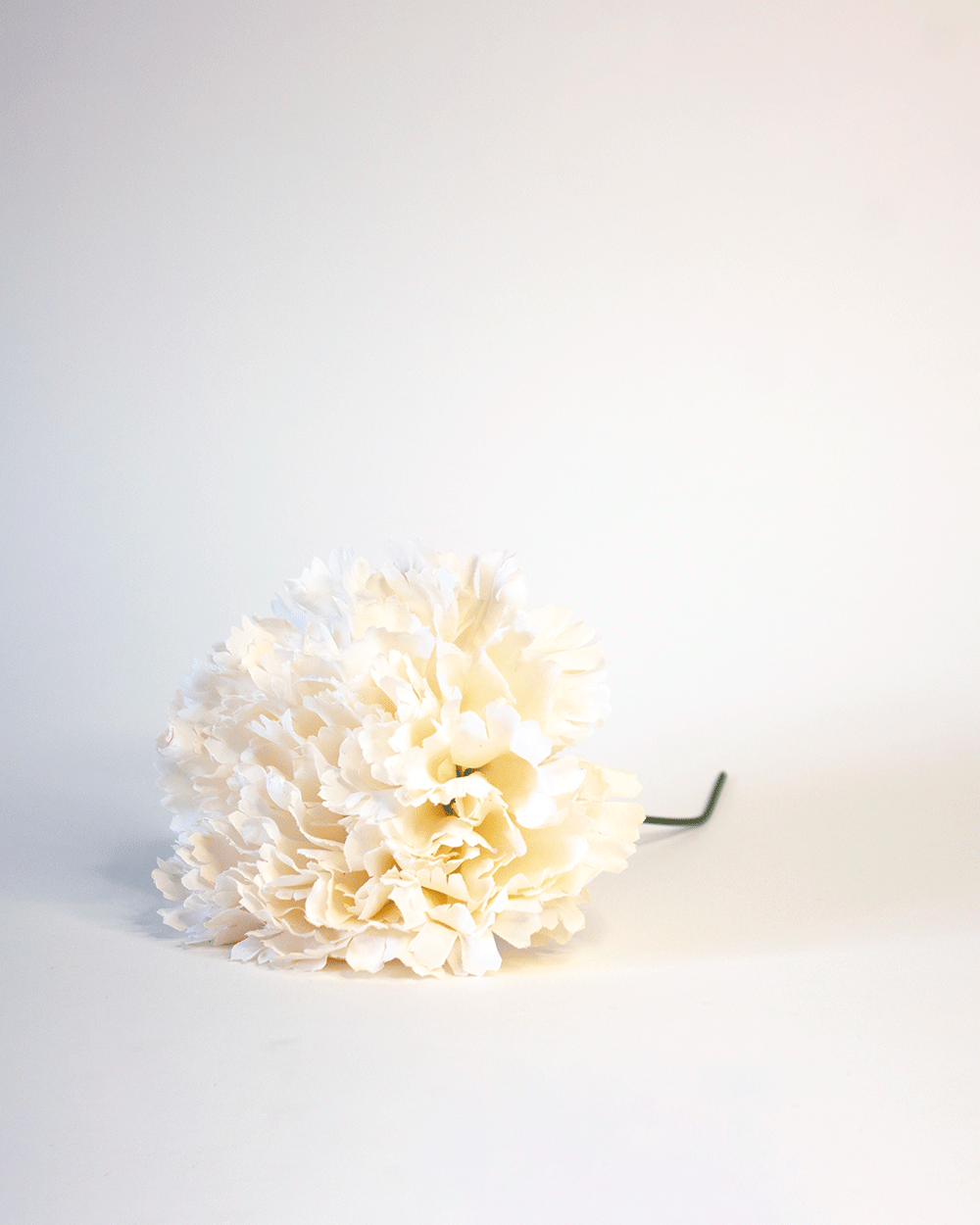 Clavel Beige