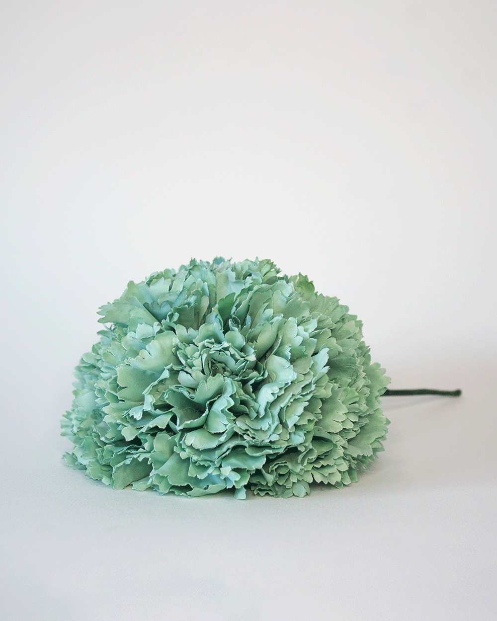 Clavel Verde Menta