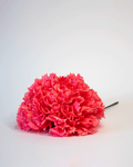 Clavel Coral