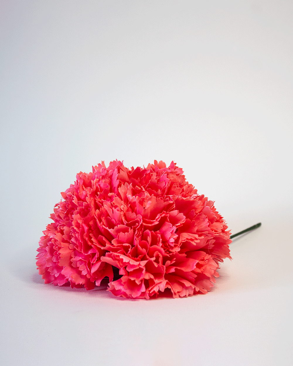 Clavel Coral