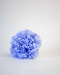 Clavel Azul Lavanda