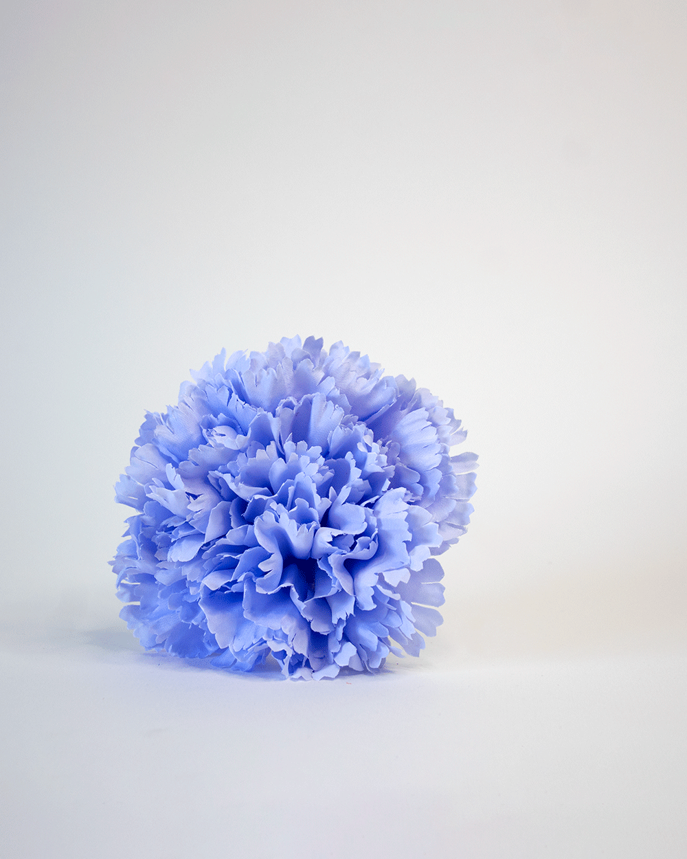 Clavel Azul Lavanda