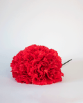 Clavel Rojo