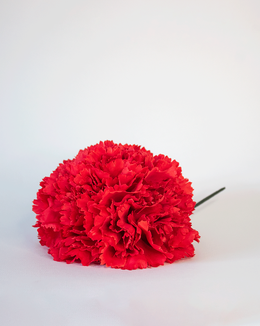 Clavel Rojo