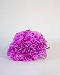 Clavel Lila