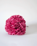 Clavel Rosa Empolvado