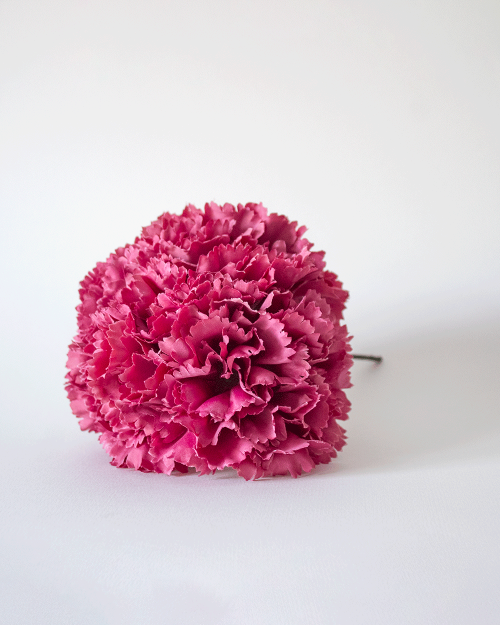 Clavel Rosa Empolvado